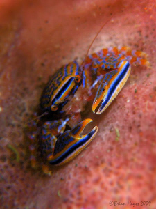 Tiny Porcelain Crab (Petrolisthes sp.), Canon G9 (interna... by Brian Mayes 